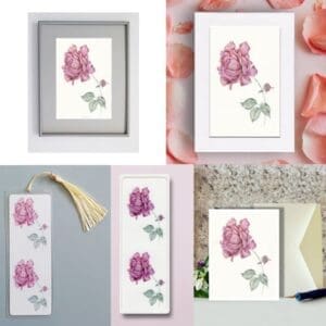 Plum Rose Limited Edition