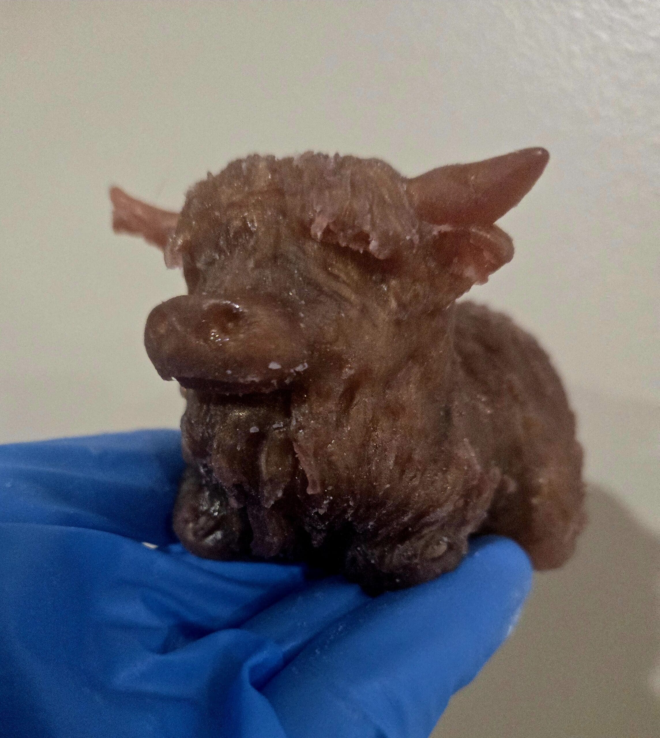 Adorable squishy highland cow Adorable squishy highland cow - image 2