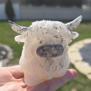 Adorable squishy highland cow