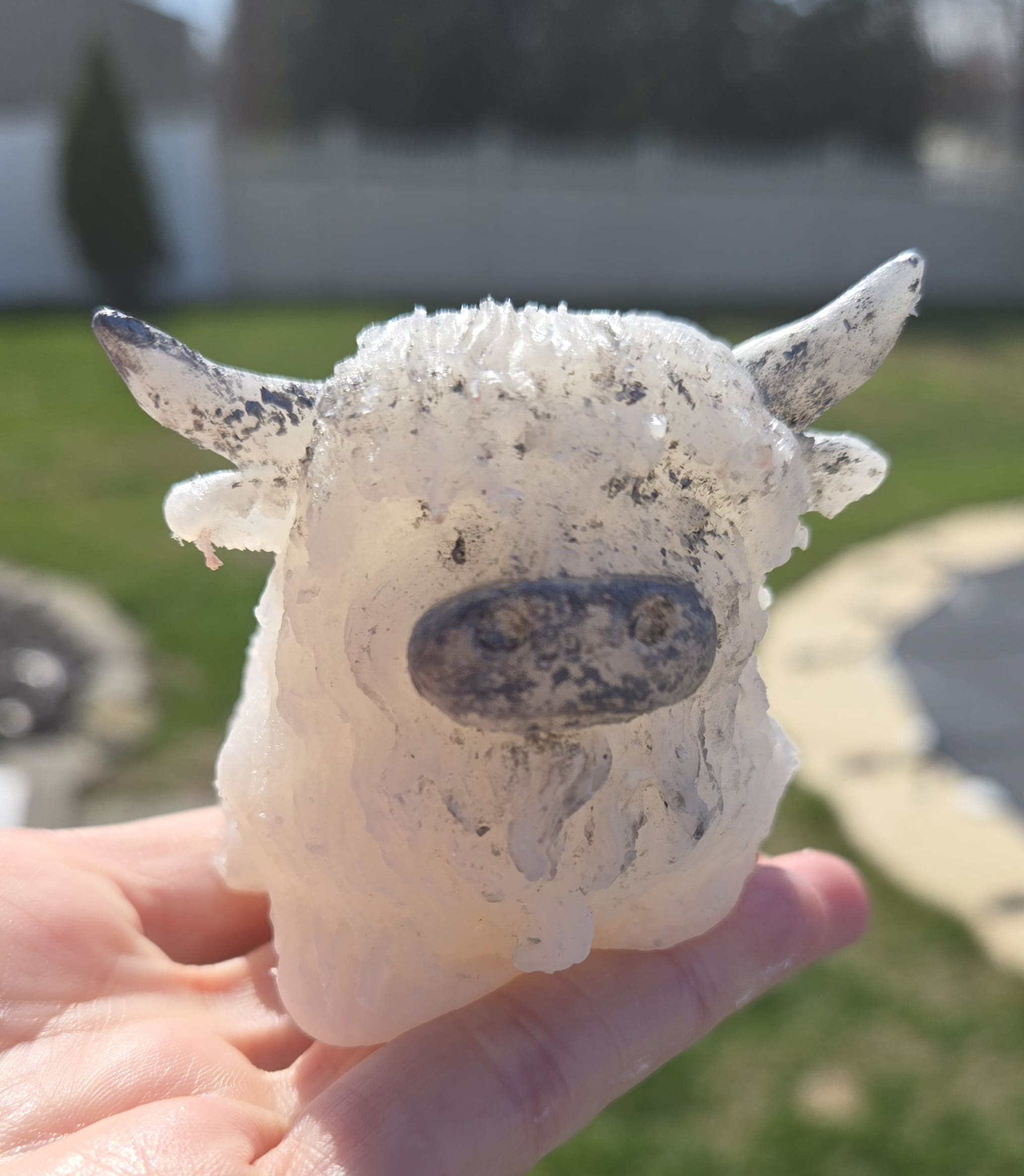 Adorable squishy highland cow Adorable squishy highland cow