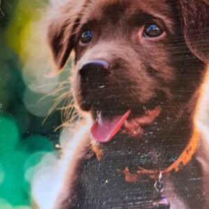 Cute Brown Puppy Magnet